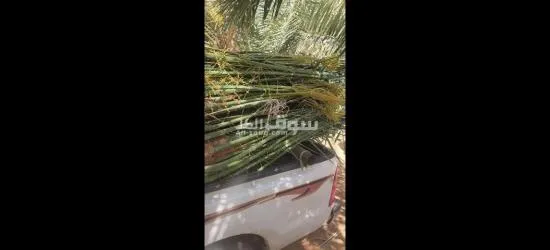 فسايل نخيل مجدول مثمره - 7