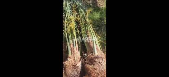 فسايل نخيل مجدول مثمره - 8