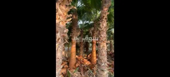 نخل واشنطن زينه أمريكي