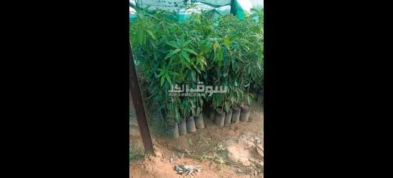جيزان ابو عريش - 2
